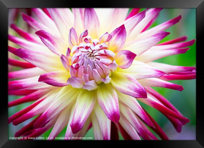 White and Purple Cactus dahlia Flower in bloom Framed Print by Dave Collins