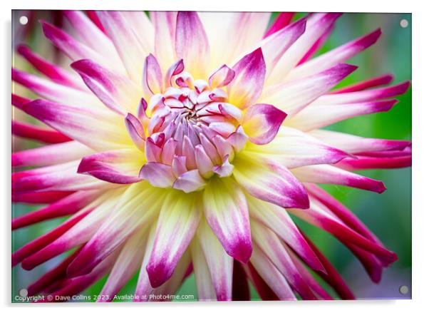 White and Purple Cactus dahlia Flower in bloom Acrylic by Dave Collins