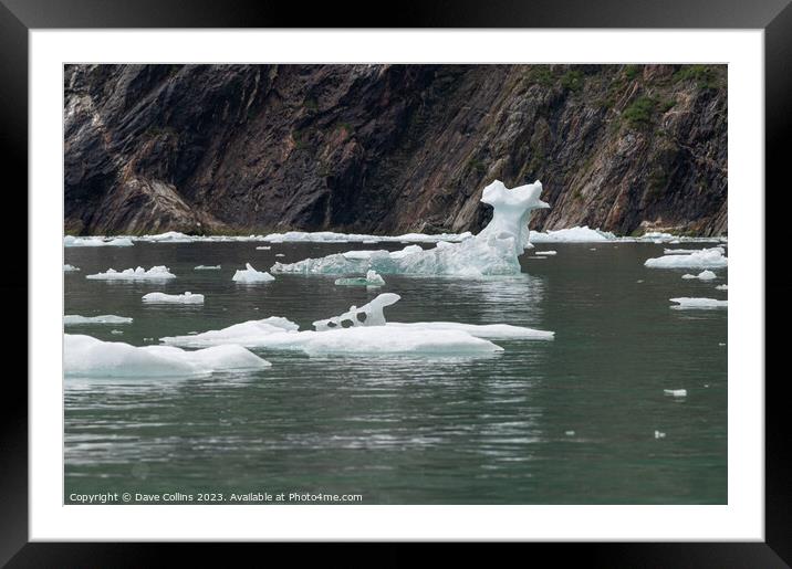 Strangely shaped growlers (little icebergs) floating in Icy Bay in Alaska, USA Framed Mounted Print by Dave Collins