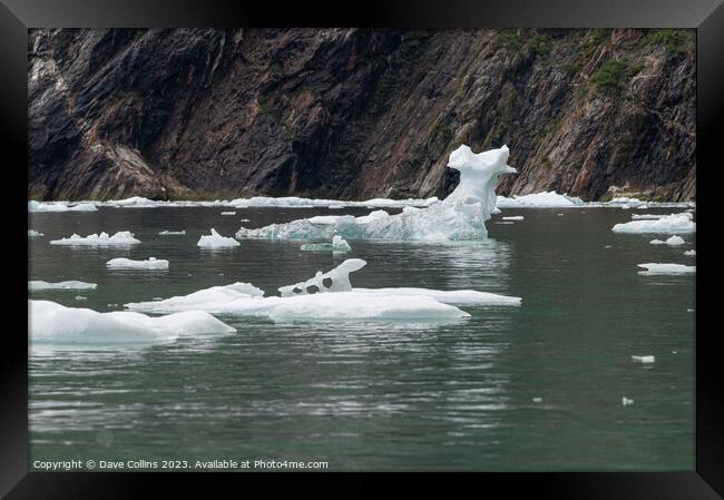 Strangely shaped growlers (little icebergs) floating in Icy Bay in Alaska, USA Framed Print by Dave Collins