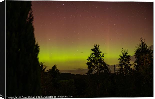 Yellow and Pink Aurora with tree silhouettes in the Scottish Borders, United Kingdom Canvas Print by Dave Collins