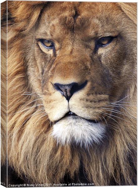 Barbary Lion Canvas Print by Nicky Vines