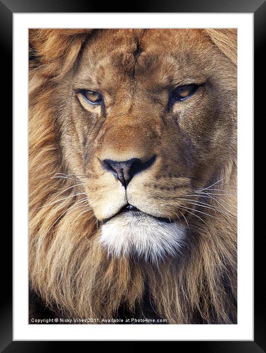Barbary Lion Framed Mounted Print by Nicky Vines