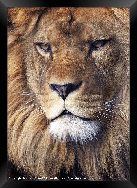 Barbary Lion Framed Print by Nicky Vines