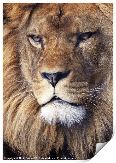 Barbary Lion Print by Nicky Vines