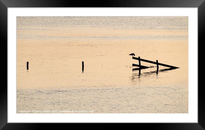 Silhouette of a bird on a fence during high tide in the Wash, England Framed Mounted Print by Dave Collins