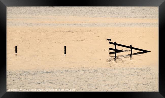 Silhouette of a bird on a fence during high tide in the Wash, England Framed Print by Dave Collins