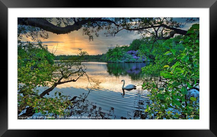 Swan at Sunset on Bolam Lake, Northumberland Framed Mounted Print by Keith Dawson