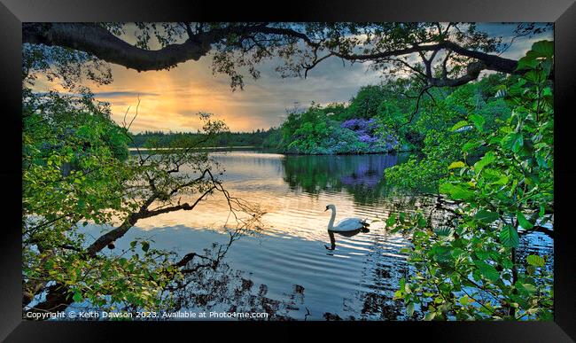 Swan at Sunset on Bolam Lake, Northumberland Framed Print by Keith Dawson