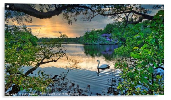 Swan at Sunset on Bolam Lake, Northumberland Acrylic by Keith Dawson