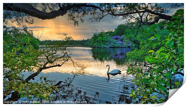 Swan at Sunset on Bolam Lake, Northumberland Print by Keith Dawson
