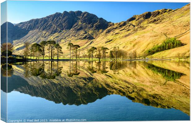Buttermere Pines Lake District Canvas Print by Fred Bell