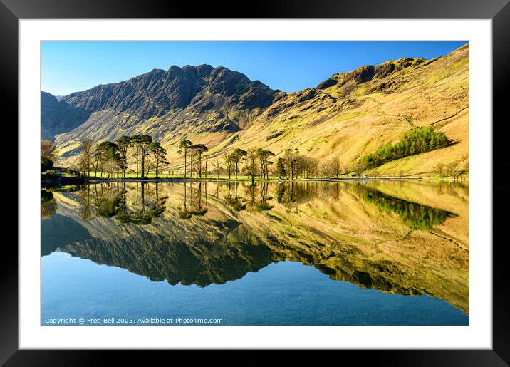 Buttermere Pines Lake District Framed Mounted Print by Fred Bell