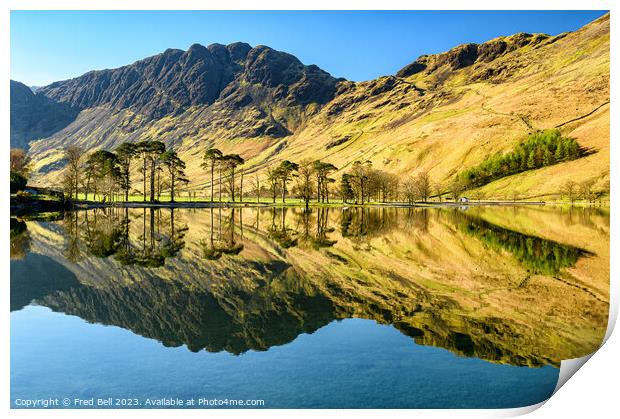 Buttermere Pines Lake District Print by Fred Bell
