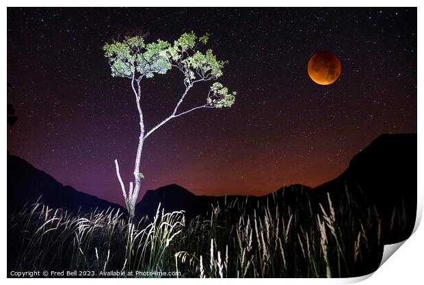 Buttermere tree at night  Print by Fred Bell