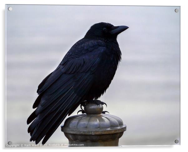 The Crow. Acrylic by Mark Ward