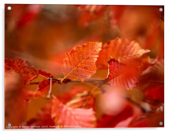 Autumn leaves Acrylic by Simon Johnson