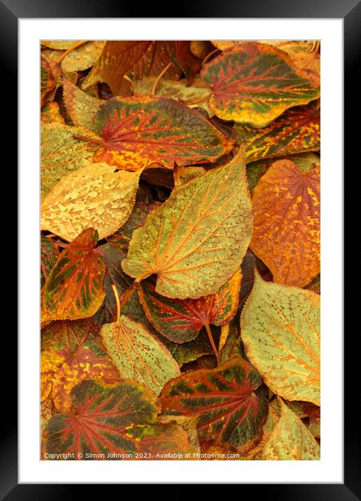 Frosted Leaves Framed Mounted Print by Simon Johnson