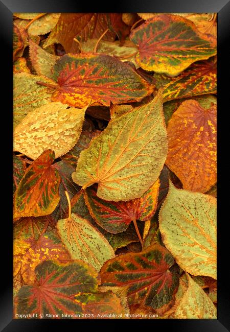 Frosted Leaves Framed Print by Simon Johnson