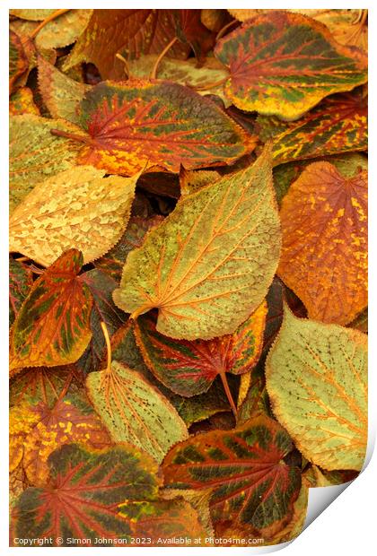 Frosted Leaves Print by Simon Johnson