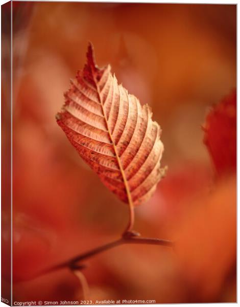 autumn leaf Canvas Print by Simon Johnson