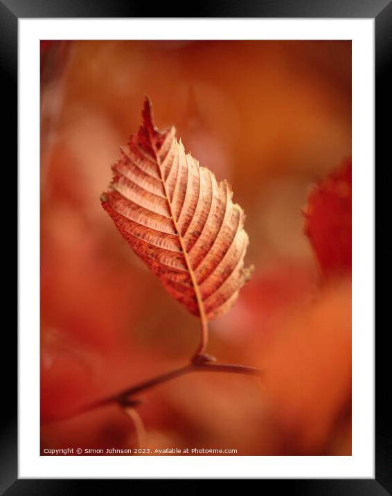 autumn leaf Framed Mounted Print by Simon Johnson