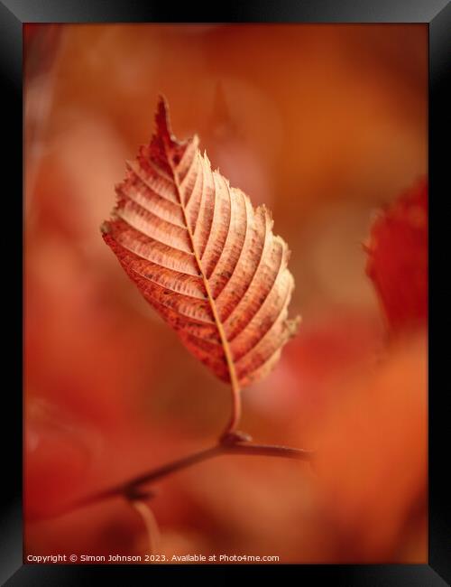 autumn leaf Framed Print by Simon Johnson