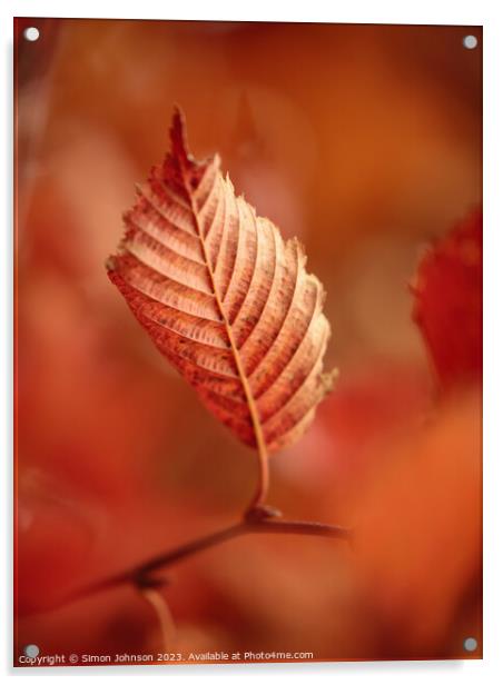 autumn leaf Acrylic by Simon Johnson