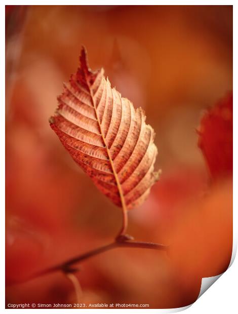 autumn leaf Print by Simon Johnson