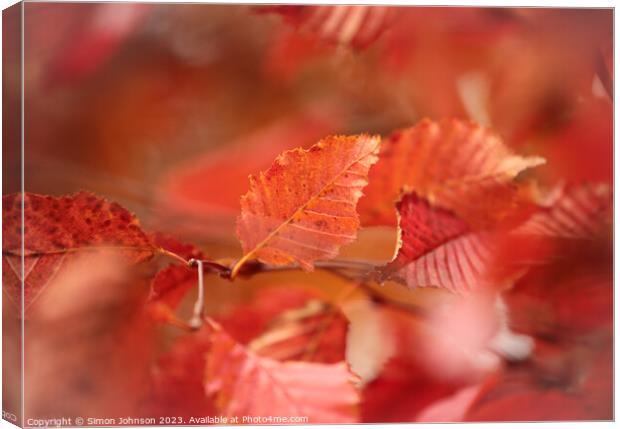 Autumn Leaf Canvas Print by Simon Johnson