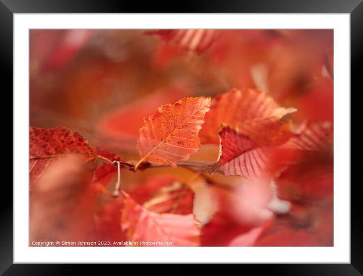 Autumn Leaf Framed Mounted Print by Simon Johnson