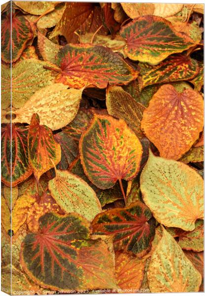 Frosted autumn leaves  Canvas Print by Simon Johnson