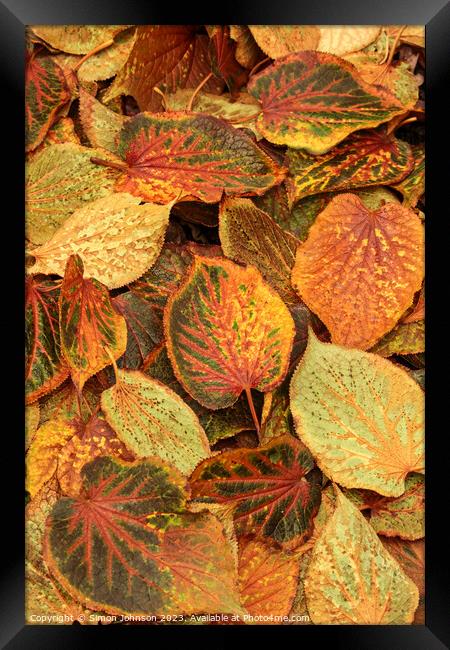Frosted autumn leaves  Framed Print by Simon Johnson