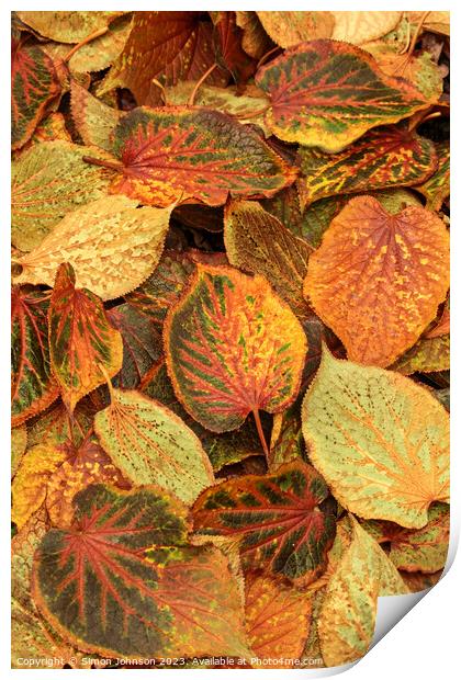 Frosted autumn leaves  Print by Simon Johnson