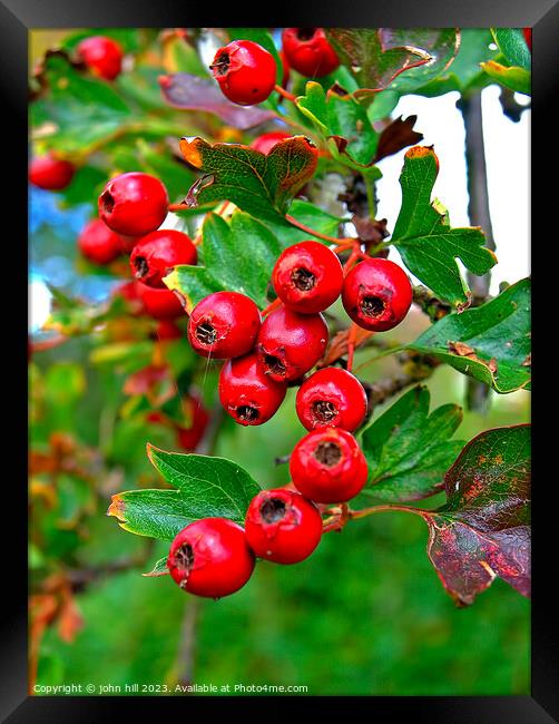 Hawthorne berries. Framed Print by john hill
