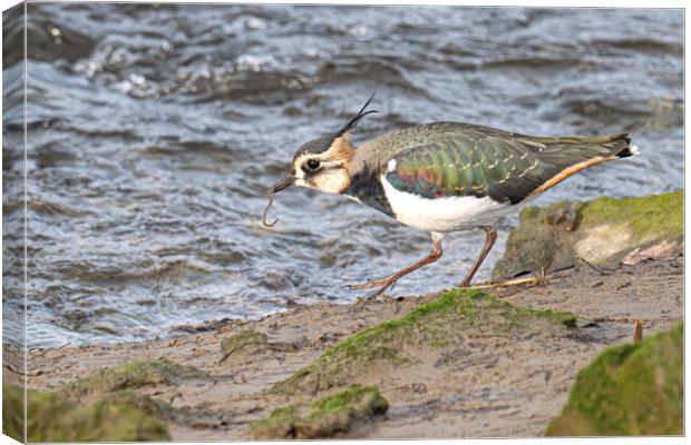 The Lapwing, eating breakfast Canvas Print by kathy white