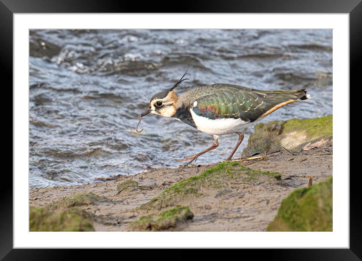The Lapwing, eating breakfast Framed Mounted Print by kathy white