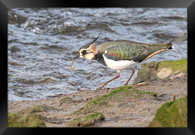 The Lapwing, eating breakfast Framed Print by kathy white