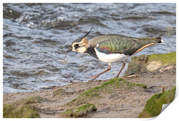 The Lapwing, eating breakfast Print by kathy white