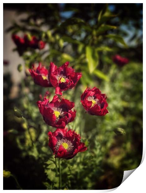 Summer poppies Print by Vivienne Shilton