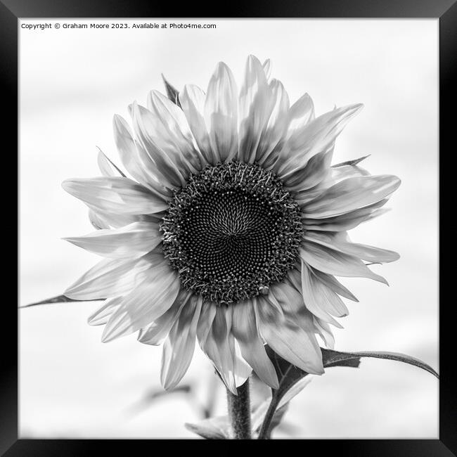 Sunflower Framed Print by Graham Moore