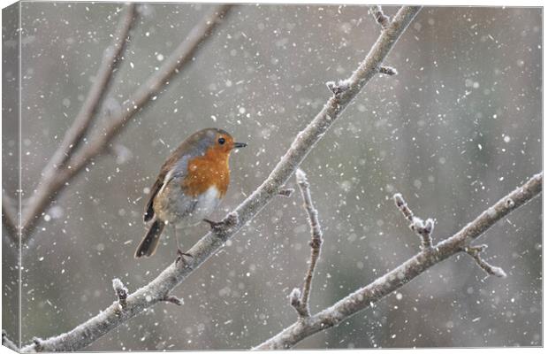 Robin in the snow Canvas Print by kathy white
