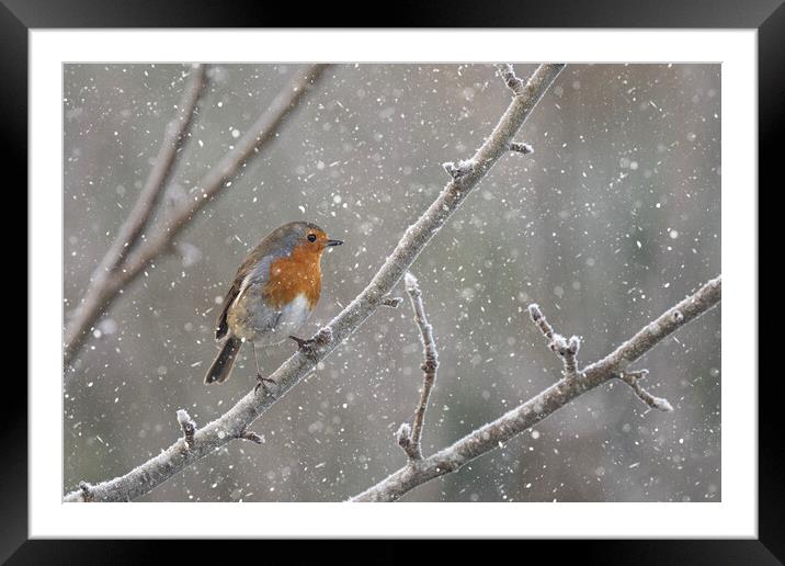 Robin in the snow Framed Mounted Print by kathy white
