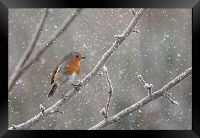 Robin in the snow Framed Print by kathy white