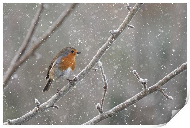 Robin in the snow Print by kathy white