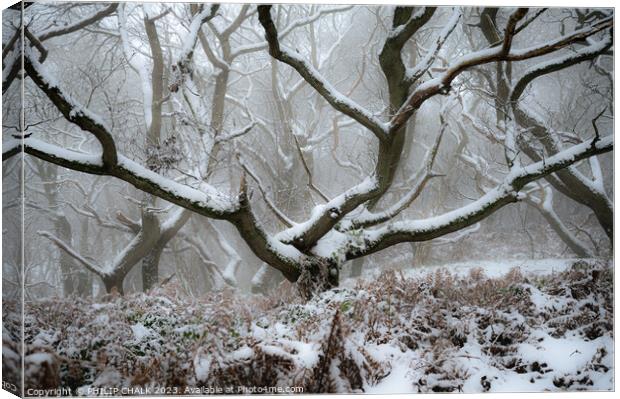 Snowy woodland scene  982 Canvas Print by PHILIP CHALK