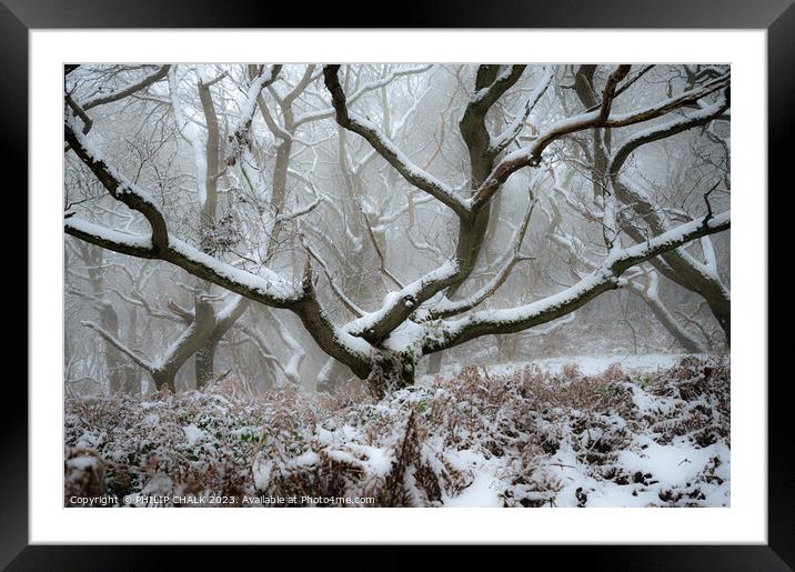 Snowy woodland scene  982 Framed Mounted Print by PHILIP CHALK