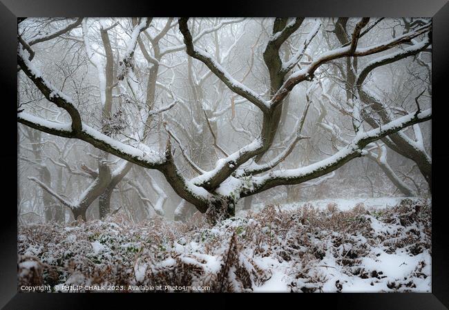 Snowy woodland scene  982 Framed Print by PHILIP CHALK