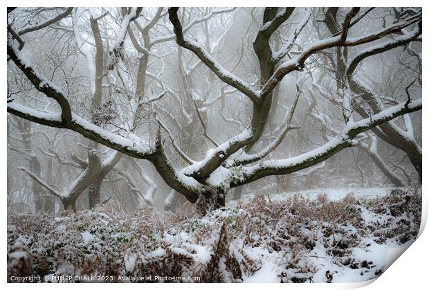 Snowy woodland scene  982 Print by PHILIP CHALK