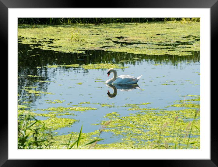 Mute swan sleeping on river Witham,  Framed Mounted Print by Allan Bell
